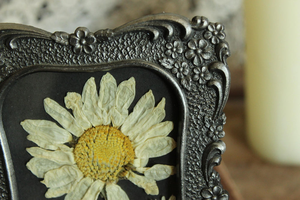 Pressed Dried Shasta and Wild Daisies