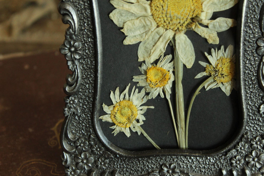 Pressed Dried Shasta and Wild Daisies