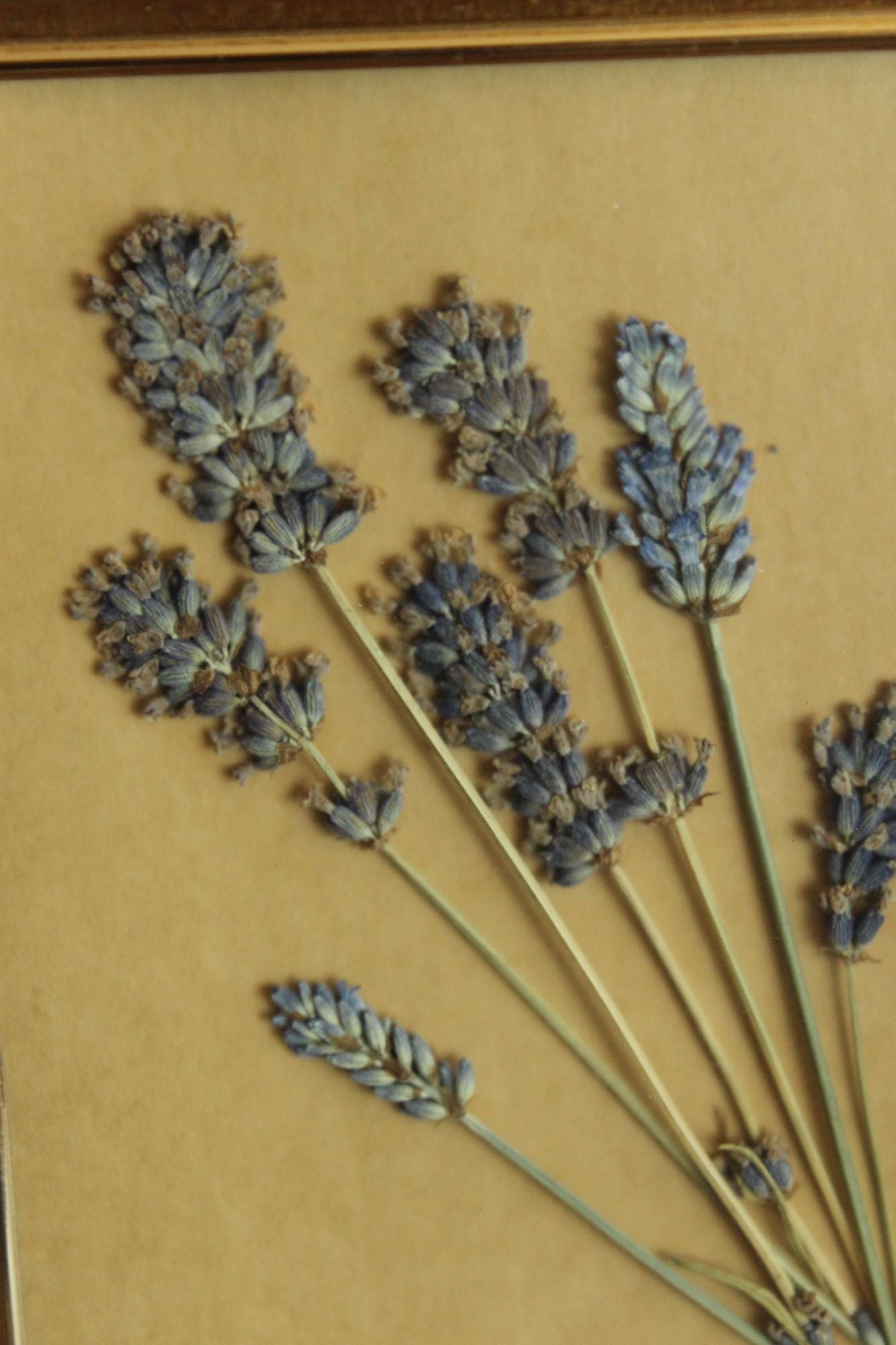 Pressed Dried Lavender in Vintage Gold Metal Frame