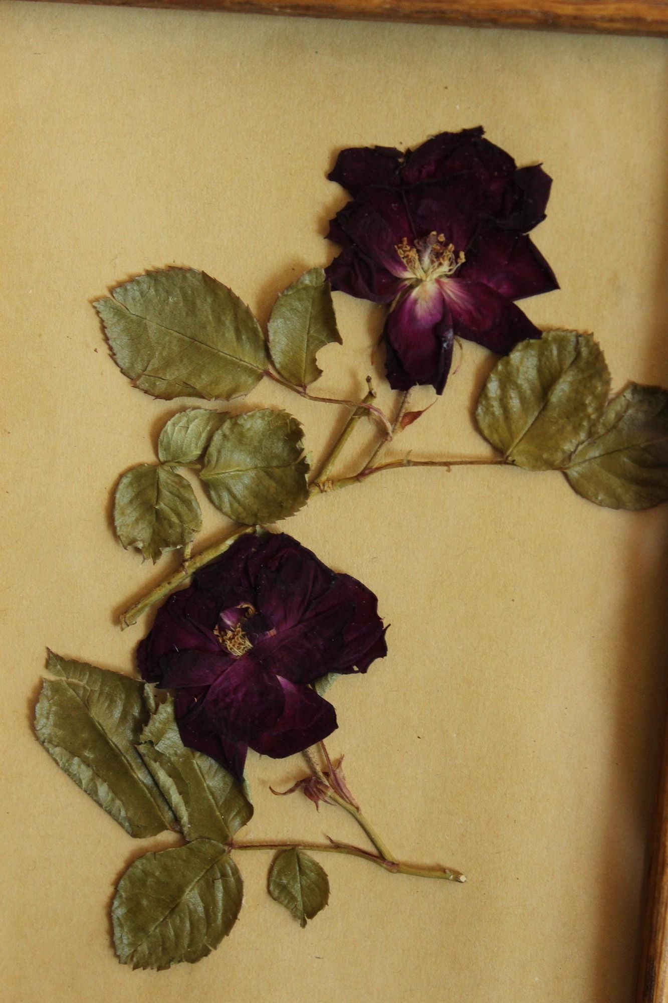 Handmade Pressed Dried Flower Roses in Vintage Wood Frame