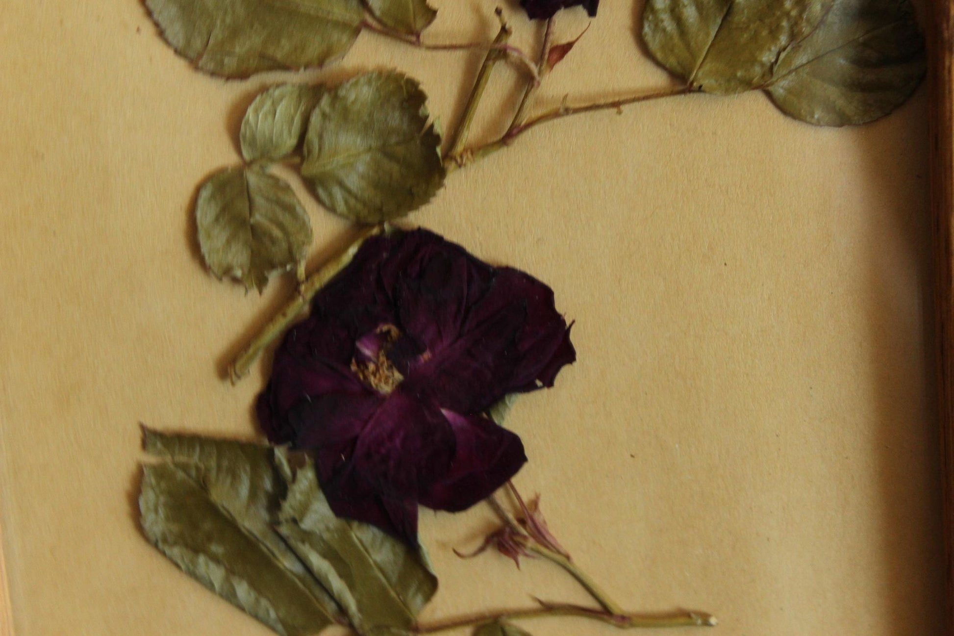 Handmade Pressed Dried Flower Roses in Vintage Wood Frame