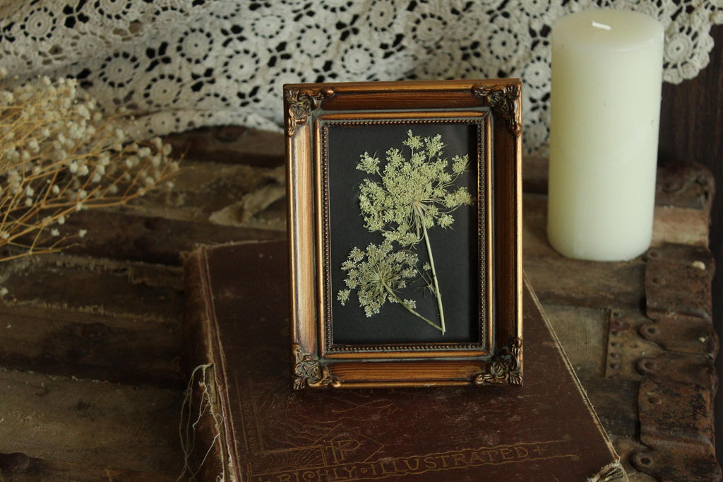 Pressed Dried Queen Annes Lace Wildflower