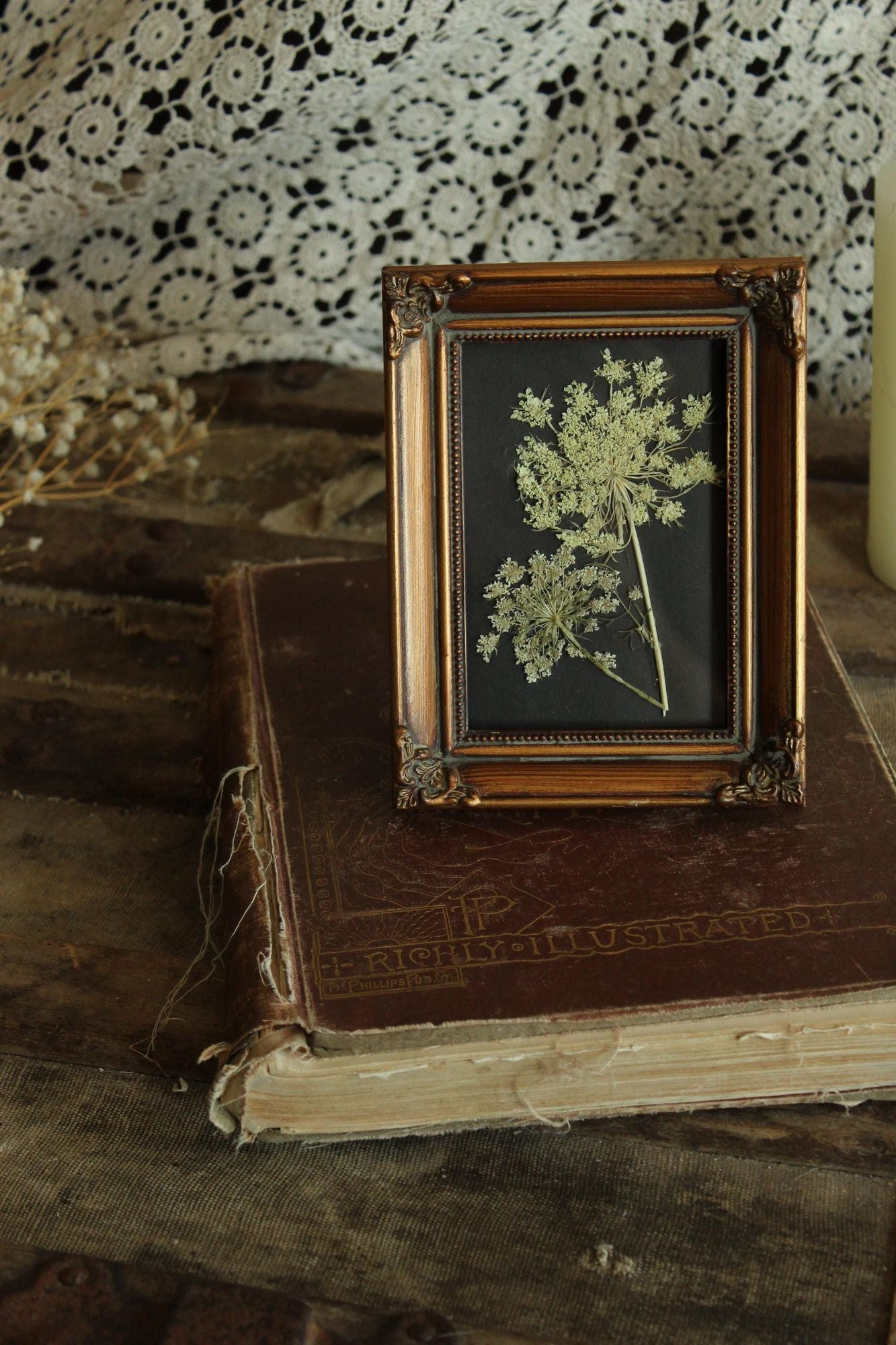 Pressed Dried Queen Annes Lace Wildflower