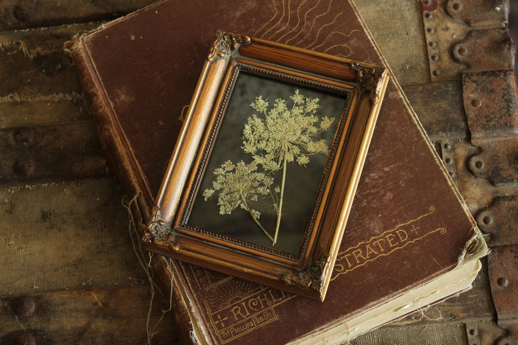 Pressed Dried Queen Annes Lace Wildflower