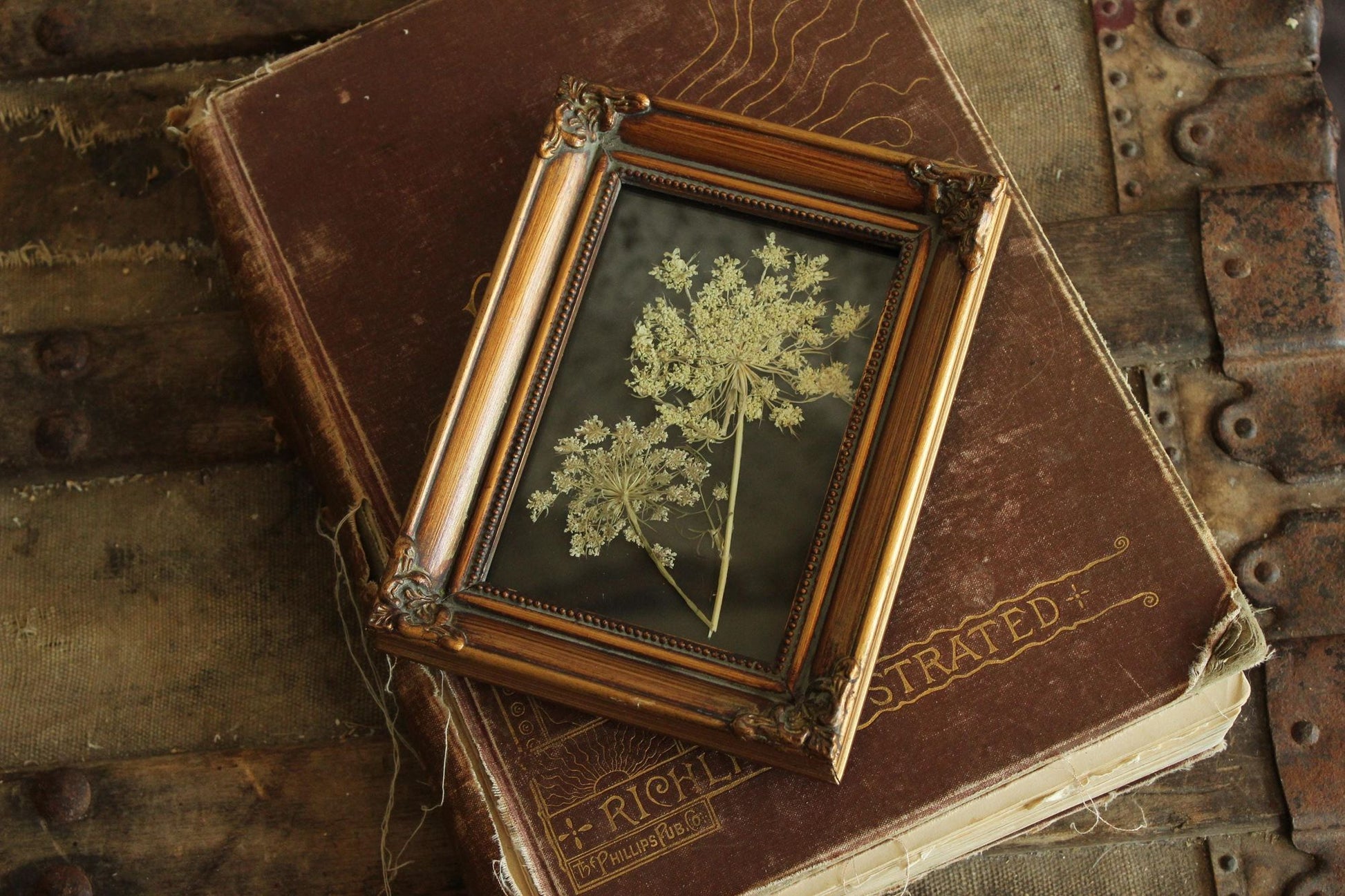 Pressed Dried Queen Annes Lace Wildflower