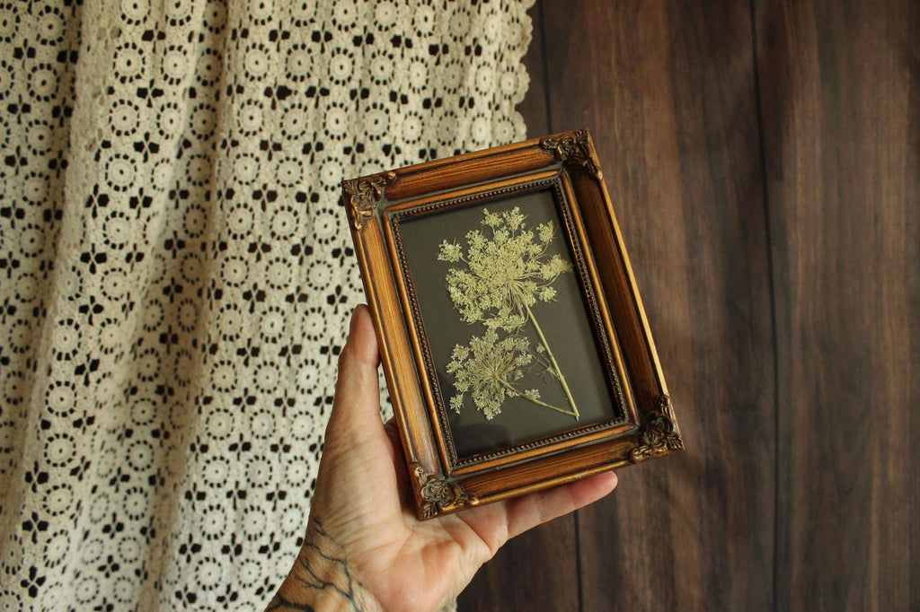 Pressed Dried Queen Annes Lace Wildflower