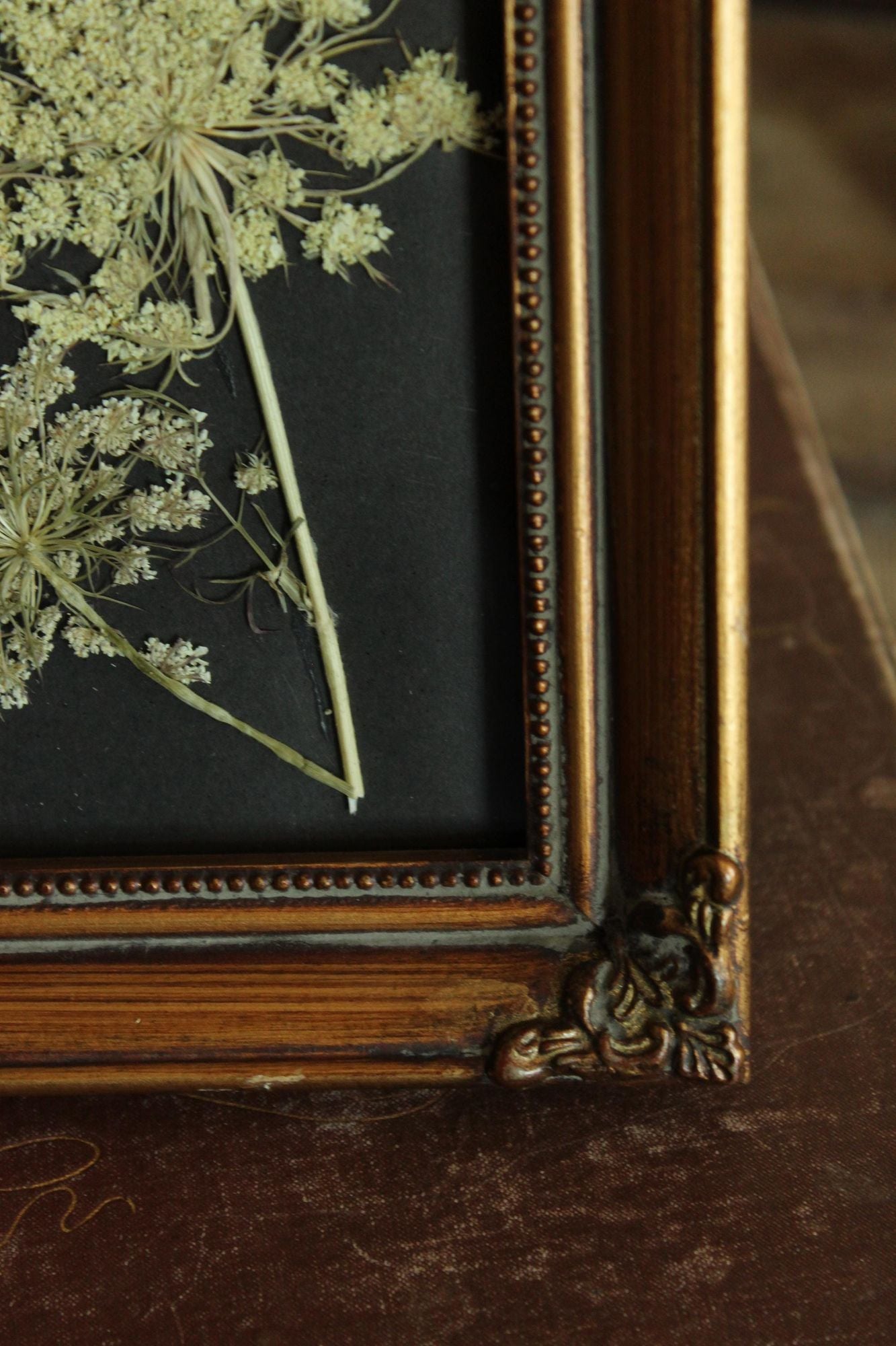 Pressed Dried Queen Annes Lace Wildflower