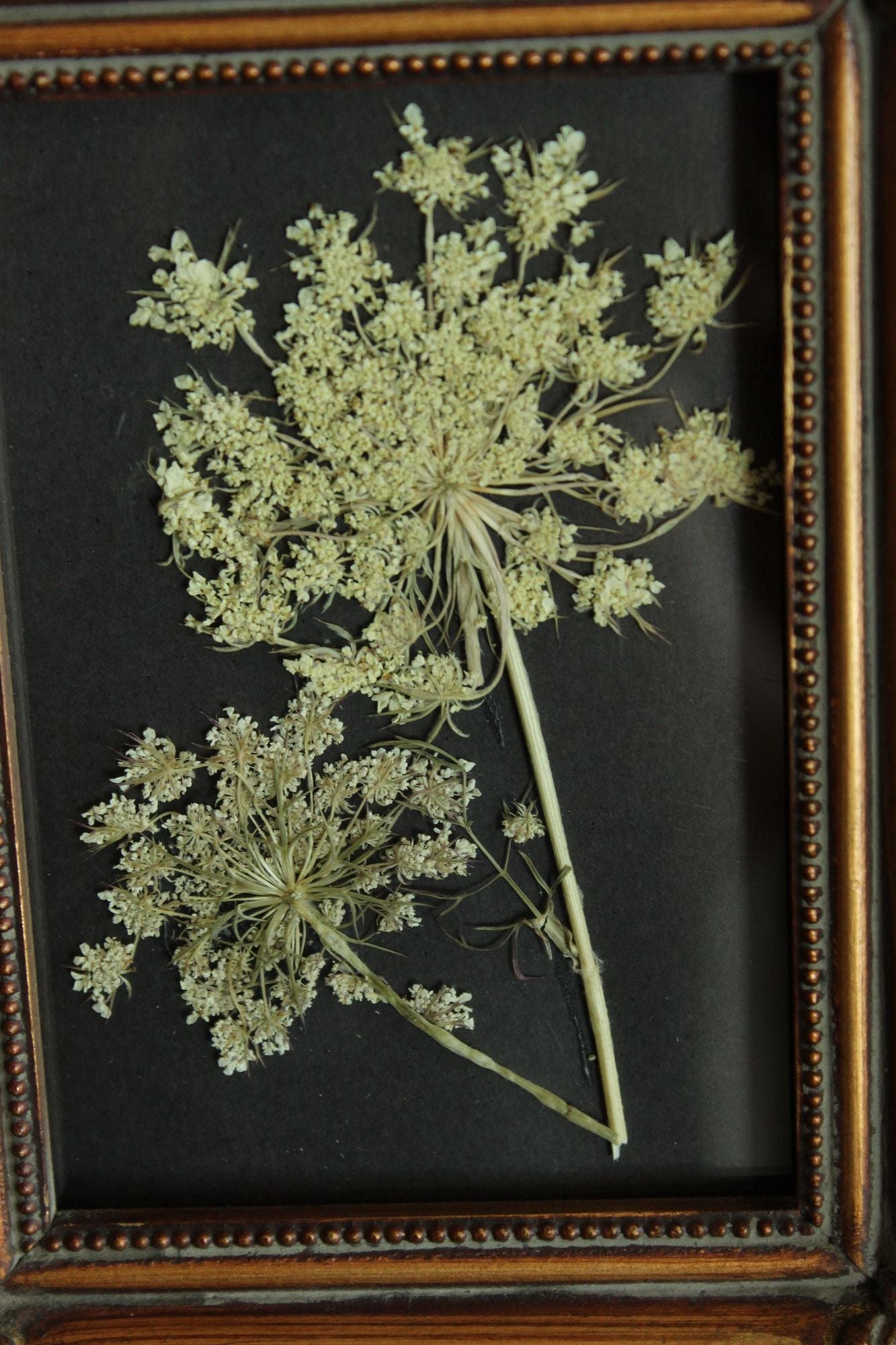Pressed Dried Queen Annes Lace Wildflower