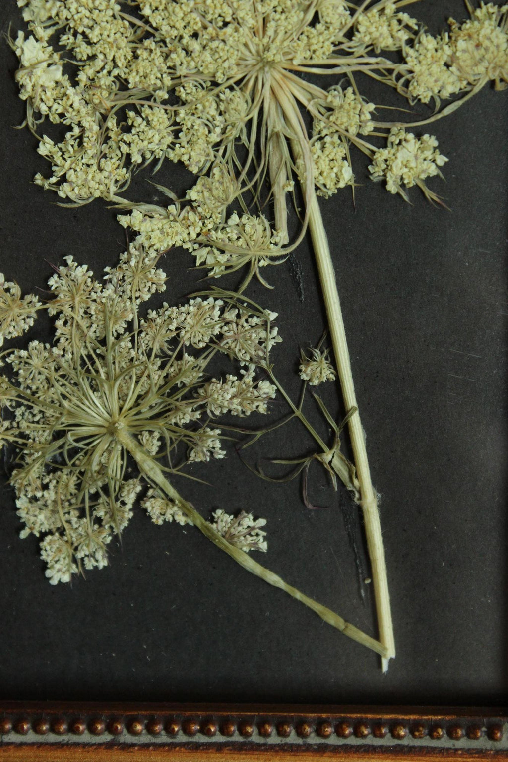 Pressed Dried Queen Annes Lace Wildflower