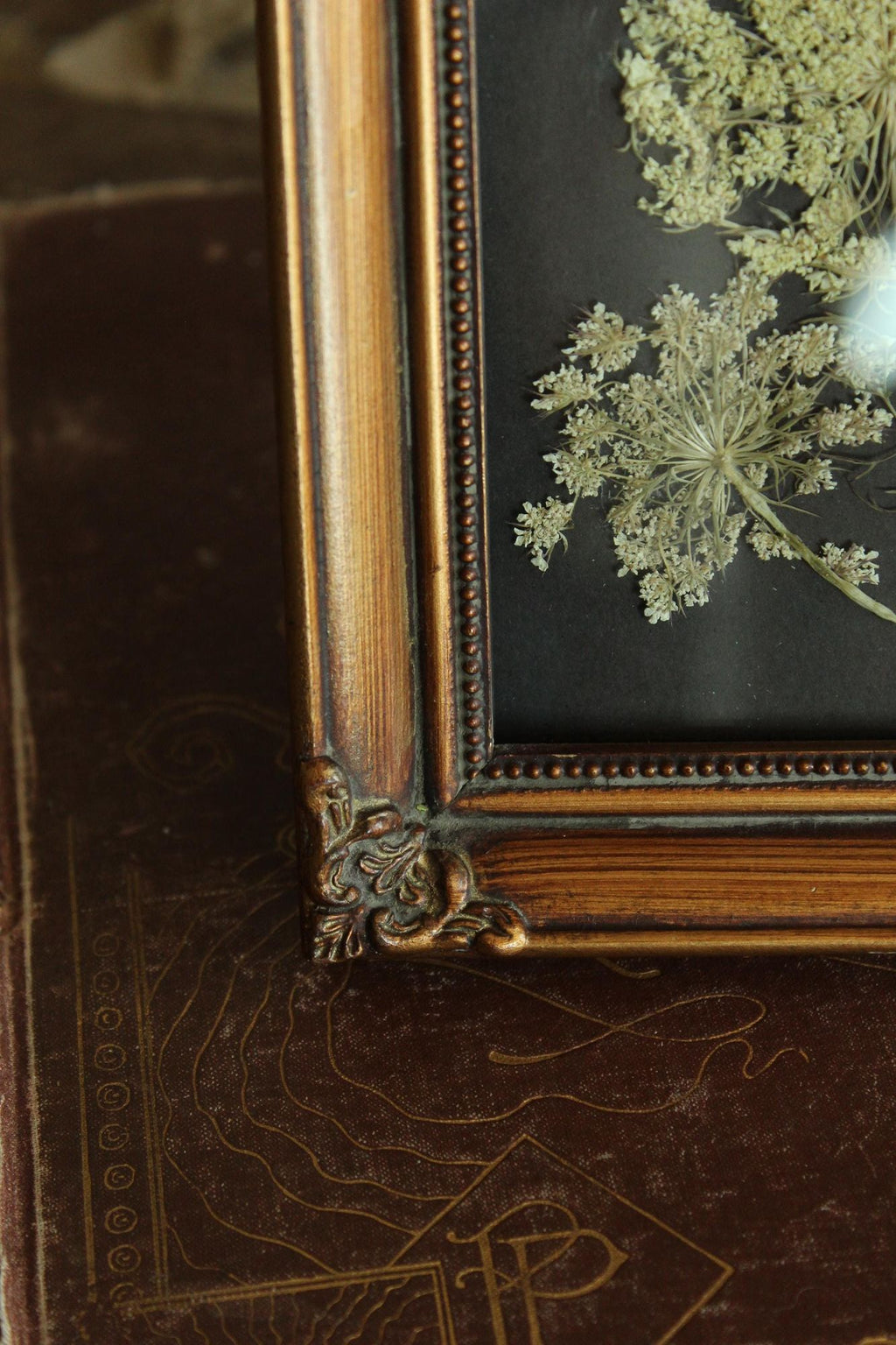 Pressed Dried Queen Annes Lace Wildflower