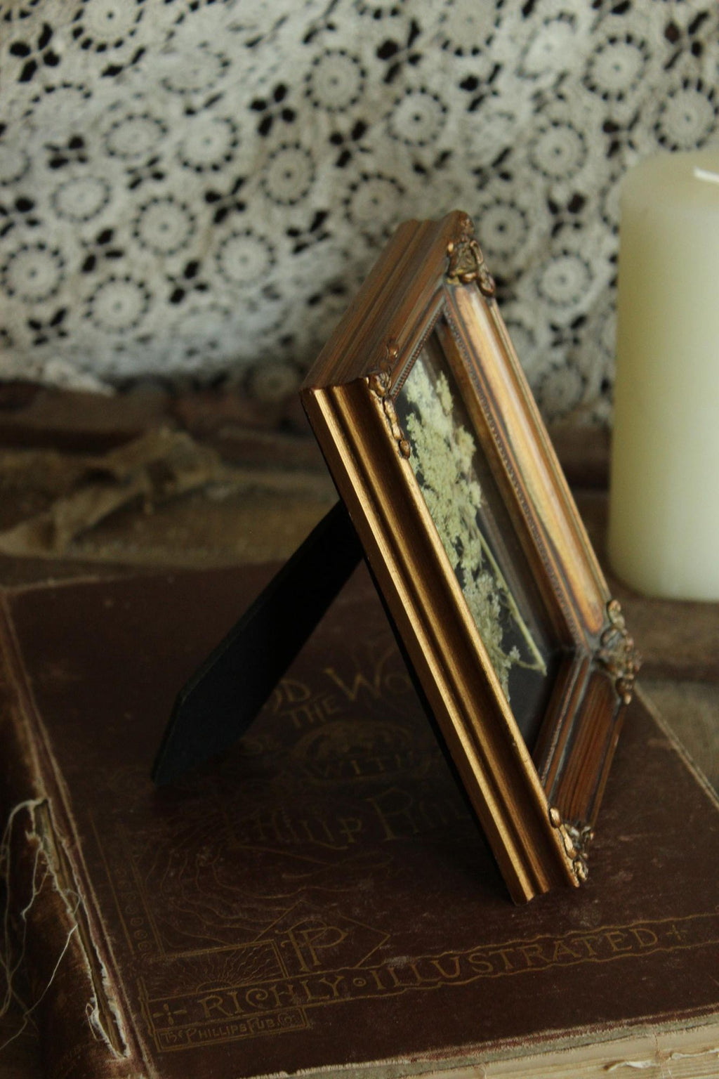 Pressed Dried Queen Annes Lace Wildflower