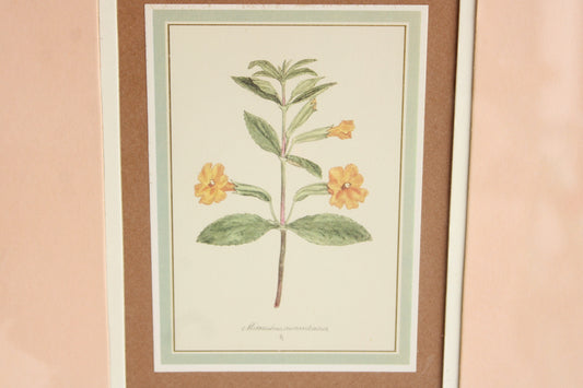 Vintage 1980s Framed Botanical Print